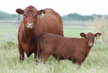 El manejo etológico no genera ningún estrés en los bovinos. Foto: casanare24horas. etología, etología aplicad a la ganadería, ventajas competitivas que genera la etología, 9 tips de etología que permiten aumentar la eficiencia de su ganadería, CONtexto ganadero, ganadería Colombia, Noticias ganaderas Colombia
