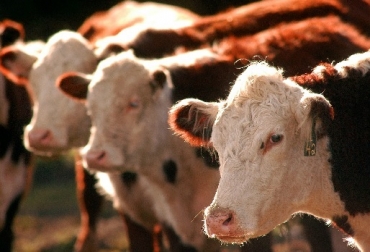 Los bovinos producen gases de efecto invernadero pero son innumerables las alternativas ganaderas desarrolladas hoy en día para mitigarlos. Foto Carnetec ganadería bovina, gases de efecto invernadero, producción de carbono de la ganadería de carne, balance entre la producción de bovinos y la emisión de GEI, ¿Cuánto carbono remueve la ganadería?, Ganadería, ganadería Colombia, noticias ganaderas, noticias ganaderas Colombia, Contexto ganadero