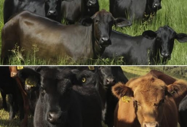 El objetivo de apostarle a las razas es beneficiar a pequeños productores y consumidores finales. Foto: asoangusbrangus.org.co. ganadería, ganadería colombia, noticias ganaderas colombia, contexto ganadero, angus, brangus, angus México, brangus México, comercializadora de carne angus y brangus, carnes angus, carnes brangus, carne México, sagarpa, ganadería México, ganadería mexicana