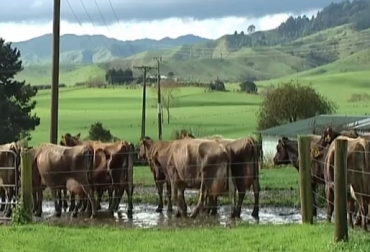 Vacas NZ Foto ilustración newshub.co.nz Credits Video - Newshub; Image - Getty Mycoplasma bovis, transmición, ambiente húmedo, propagación, seguridad alimentaria, Nueva Zelanda. Ganadería, ganadería colombiana, noticias ganaderas, noticias ganaderas Colombia, CONtexto ganadero