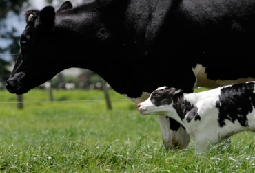 En México es esencial implementar las Buenas Prácticas Pecuarias en los establecimientos dedicados al sacrificio. Foto: SAGARPA. ganadería, ganadería colombia, noticias ganaderas, noticias ganaderas colombia, contexto ganadero, bienestar animal, bienestar animal méxico, sagarpa, méxico, ganadería méxico, senasica, Ley Federal de Sanidad Animal y su Reglamento y las Normas Oficiales Mexicanas, Secretaría de Agricultura, Ganadería, Desarrollo Rural, Pesca y Alimentación, Campaña Nacional contra la Tuberculosis Bovina
