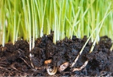 Las aportaciones de los suelos van más allá de la producción de alimentos. ¿Sabía que la mayoría de los antibióticos conocidos, incluida la penicilina, se originaron a partir de microorganismos del suelo? Foto: FAO FAO, suelos, contaminación de los suelos, suelos sanos, el suelo es un recurso finito, degradación, alimentos, seguridad alimentaria, futuro sostenible, mitigación, adaptación al cambio climático, filtrar el agua, resiliencia, inundaciones, sequías, nutrientes, aguas subterráneas, cadena alimentaria, cáncer, coste económico, reducción de los rendimientos y la calidad de los cultivos, Ganadería, ganadería colombiana, noticias ganaderas, noticias ganaderas Colombia, CONtexto ganadero