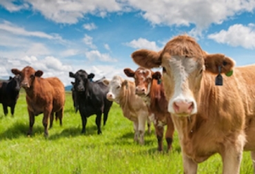 La exportación de ganado en pie significa sacar materia bruta, sin todo el valor agregado que el país puede generar. Foto: Carnetec exportación de ganado en pie, Uruguay, Latinoamérica, dificultades de colocación de ganado, demoras en la entrada de haciendas en la industria local, cambios marcados en los precios del ganado, ofertas de mejores precios externos para vacunos y ovinos, uso de infraestructuras para la faena bovina, ciclos de oferta/demanda, estacionalidad de los recursos forrajeros, sequías, Brasil, Egipto, Jordania, Líbano, Siria, Turquía, compra de vientres y animales, sistema de comercialización, valor agregado Ganadería,