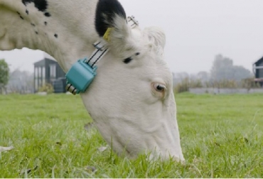 cCllar inteligente para vacas: un dispositivo que funciona como un sensor capaz de monitorear el comportamiento del animal —lo que come y cuándo, por cuánto tiempo camina, si está rumiando, cuando duerme, etcétera— e identificar posibles problemas de salud. Toda la información llega al ganadero a través de una app, que envía alertas caso la vaca se encuentre en mal estado. elpais.com. Foto: elpais.com Colombia, internet de las cosas, Iván Duque, El internet de las cosas aplicado al mundo ganadero, vacas, leche, transporte, Ganadería, ganadería colombiana, noticias ganaderas, noticias ganaderas Colombia, CONtexto ganadero