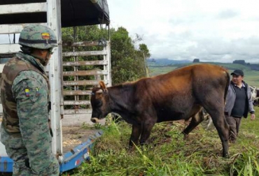 Las autoridades ecuatorianas están atentas a evitar el ingreso de animales desde Colombia. Foto: lahora.com.ec. Contrabando, contrabando Ecuador, leche de contrabando, ganado de contrabando, mag, Ministerio de Agricultura y Ganadería, aftosa, aftosa colombia, aftosa 2018, aftosa 2018 colombia, Ganadería, ganadería colombia, noticias ganaderas, noticias ganaderas colombia, CONtexto ganadero