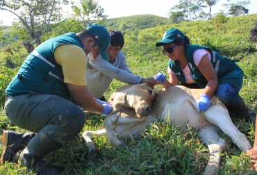 Perú es país libre de aftosa sin vacunación, por esa razón fue necesario extremar las medidas de vigilancia. Foto: SENASA. aftosa, aftosa perú, senasa perú, medidas perú aftosa colombia, estatus sanitario, OIE, suspensión estatus sanitario, aftosa boyacá, fiebre aftosa boyacá, foco de aftosa, 1 año de fiebre aftosa en Colombia, aniversario brote fiebre aftosa Colombia, zona de contención Colombia, ganaderos Colombia fiebre aftosa, fiebre aftosa en Colombia, brotes fiebre aftosa Colombia, CONtexto ganadero, ganadería colombia, noticias ganaderas colombia