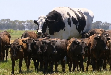 Knickers, el novillo australiano que mide el doble que las otras vacas de la granja. Foto: lavanguardia.com - 7 News Queensland mas Australia, Novillo gigante, relacio Knickers es un novillo gigante, Geoff Pearson, el ganadero del rancho Lake Preston (Australia), “la vaca más grande de Australia”), especificaciones de la cadena del matadero, Ganadería, ganadería colombiana, noticias ganaderas, noticias ganaderas Colombia, CONtexto ganadero