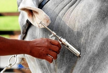 El Ministerio de Agricultura, Pecuaria y Abastecimiento (Mapa) Brasil, enviará 1,6 millones de dosis de vacuna contra la fiebre aftosa a Caracas, en Venezuela, embarcadas en un Boeing 767 de la FAB. Foto: perulactea.com Venezuela, Brasil, fiebre aftosa, Brasil dona a Venezuela vacunas contra la fiebre aftosa, estado de Roraima, Ganadería, ganadería colombiana, noticias ganaderas, noticias ganaderas Colombia, CONtexto ganadero