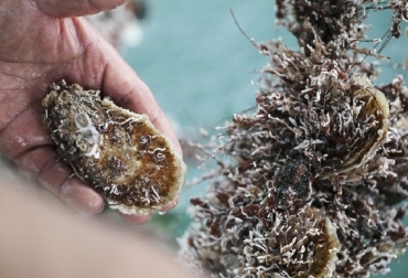 Chile y Nueva Zelanda están utilizando una forma climáticamente inteligente de cultivar mejillones que produce poca o ninguna emisión de gases de efecto invernadero. Esta industria es vital para los ingresos y los medios de vida de los agricultores de mejillón en estos países y otros con costas amenazadas por el cambio climático. ©FAO / Mohamed Hammi FAO, agricultura, agricultura climáticamente inteligente, Ser climáticamente inteligentes en la agricultura, 5 de las iniciativas exitosas de la FAO, Objetivo de Desarrollo Sostenible 13, productividad agrícola, mejorar los ingresos de los agricultores, aumentar la resiliencia de los agricultores al cambio climático, reducir las emisiones de gases de efecto invernadero (GEI), Burkina Faso, Níger, Huertos flotantes, Bangladesh, Razas de cerdos nativos, Balcanes occidentales, mejillones, Chile, escasez de agu