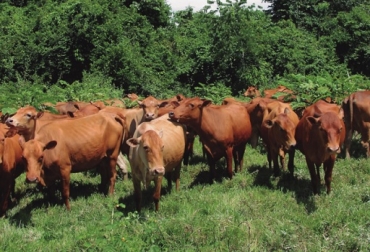 Es esencial gestionar el ganado cuidadosamente para aprovechar al máximo la serie de servicios que presta y reducir la vulnerabilidad del sector a los efectos del cambio climático. Foto: Fedegán FAO, ganadería, La producción ganadera climáticamente inteligente, contribución de la ganadería a la oferta mundial de calorías y proteínas, oferta mundial de calorías y proteínas, La contribución que hace el ganado, cambio climático Ganadería, ganadería colombiana, noticias ganaderas, noticias ganaderas Colombia, CONtexto ganadero
