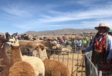 El ministro de Agricultura y Riego, Gustavo Mostajo, resaltó que, a diferencia del pasto natural, el pasto cultivado triplica la capacidad de alimentación para el ganado y aumenta la productividad de los animales, es decir, más leche o carne. Foto: perulactea.com Perú, bicentanario, pastos mejorados, Ganadería, ganadería colombiana, noticias ganaderas, noticias ganaderas Colombia, CONtexto ganadero