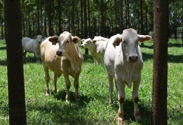 Recuperación de pastos, integración cultivos-pecuario-bosque, sistema de planos directos, fijación biológica de nitrógeno, bosques plantados y tratamiento de desechos animales, han permitido reducir la emisión de CO2. Foto: agricultura.com.br. Ganadería, ganadería colombia, noticias ganaderas, noticias ganaderas colombia, CONtexto ganadero, Convención Marco de las Naciones Unidas sobre el Cambio Climático, Katowice, Polonia, Conferencia de las Partes, Mapa, Blairo Maggi, Instituto Brasileño de Geografía y Estadística, Sistema de Estimaciones de Emisiones y Eliminaciones de gases de efecto invernadero, Coordinación de Agropecuaria Conservacionista, Bosque Plantado y Cambio Climático, Embrapa, COP 15, COP 24, emisión de gei, Brasil, Brasil gei, mon