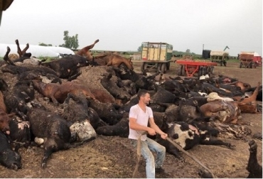 Analistas técnicos indican que pudo haber sido el suministro de una semilla forrajera de descarte. Foto: agrositio.com.ar Argentina, mueren cerca de mil bovino, estrés térmico, semilla forrajera de descarte, feedlot, Contexto ganadero, noticias ganaderas, vacas, mueren bovino por estrés térmico.