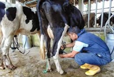 México importa 15.000 millones de litros en lácteos, de los cuales un 70% proviene de Estados Unidos mediante productos como leche en polvo y quesos; y exporta al menos 1.000 millones de litros equivalentes de productos lácteos. Foto: tardaguila.com México, productores lecheros, perdidas en 2018, TLCAN, Frente Nacional de Productores y Consumidores de Leche, importaciones de leche, exportaciones de leche, Estados Unidos, CONtexto ganadero, vacas, noticias ganaderas
