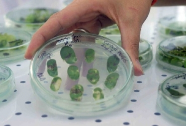 La biotecnología es uno de los sectores en plena evolución en el país, con desarrollos como la soja tolerante a la sequía, señala Jorge Castro. Foto: clarin.com Argentina, biotecnología, digitalización, régimen alimentario, Bioceres, big data, El Clarín, contexto ganadero, noticias ganaderas