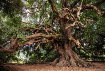 El gen es básico para las plantas, y permite la síntesis de un aminoácido esencial. Foto: Pixabay. ganadería, ganadería colombia, noticias ganaderas, noticias ganaderas colombia, contexto ganadero, Universidad de Málaga, aminoácido fenilalanina, gen ADT2, Fernando de la Torre, Concepción Ávila y Francisco Cánovas, Biología Vegetal de la UMA, fenilalanina, El- Azaz, Laboratorio de Fisiología Molecular de Plantas de la Universidad de Málaga, Plant and Cell Physiology, UMA Fernando de la Torre y Francisco Cánovas,