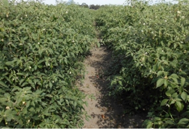 Este nuevo picante mejorado tiene un rendimiento promedio de 20.5 toneladas por hectárea bajo fertirrigación. Foto: gob.mx/sade México, chile, chile serrano delgado CHISER-522, chile tolerante a enfermedades y con mayor rendimiento productivo, Contexto ganadero, noticias ganaderas, agricultura