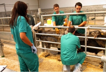 El problema está en que, sea falso o no, el positivo desencadena unos protocolos como el sacrificio de las vacas. Foto: agroinformación.com España, Castilla-La Mancha, tuberculosis, Ganaderos en España cuestionan los protocolos contra la tuberculosis, CONtexto ganadero, noticias ganaderas, bovinos