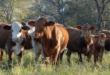 Productores del norte de Argentina han denunciado la mortandad de ganado por infestación con garrapata. Foto Ilustración: Inta Argentina, garrapatas, muerte de bovinos por garrapata, En Argentina: mortandad de ganado por fuerte presencia de garrapatas, contexto ganadero, noticias ganaderas, muerte de bovinos