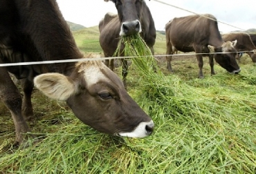 La base fundamental y punto de partida es la disponibilidad de pastos en cantidad y calidad, es decir, que proporcionen proteínas y carbohidratos para que las vacas produzcan más leche. Foto: perulactea.con Perú, Los pastos más utilizados en el Perú para la ganadería bovina, gramineas, leguminosas, perulactea,com, contexto ganadero, noticias ganaderas, pastos, vacas