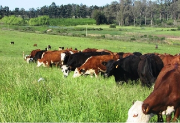 Con la utilización racional de los pastos (sistema Voisin), es posible adicionar anualmente al suelo de 4-10 ton/ha de carbono, con perspectivas de 14ton. En otras palabras, capturan más carbono de que emiten, compensan un mal con un bien. Foto: tardaguila.com.uy Uruguay, VIII Encuentro Internacional de Pastoreo Voisin, principales GEI; los porcentajes del total y sus orígenes, Gases de Efecto Invernadero, CONtexto ganadero, noticias ganaderas, vacas