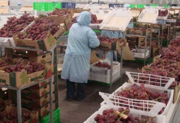 Los principales productos del ranking agroexportador serían, uvas, mangos y arándanos frescos; café sin tostar, sin descafeinar y espárragos frescos. Foto: gob.pe. Ganadería, ganadería colombia, noticias ganaderas, noticias ganaderas colombia, CONtexto ganadero, perú, exportaciones perú, exportaciones agrícolas de perú, agro perú, economía agrícola perú,
