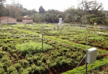 El estudio indicó que el aumento de temperatura aumentará la cantidad de fibras de las hojas y la disminución del tenor de proteínas brutas, factores que implican una pérdida de calidad nutricional de los pastos. Foto: perulactea.com Cambio climático, calidad de las pasturas, forrajes, forrajes más fibrosos, proteína, menos proteína, metano, el ganado necesitará comer más para alcanzar su peso de faena y producirá más metano, aumento de las temperaturas medias 2 °C, pasturas, más fibrosas, digestión más lenta, Universidad de São Paulo (FFCLRP-USP), Universidade Estadual Paulista, consumir más alimento para alcanzar su peso de faena y pasará a producir más metano, CONtexto ganadero, noticias ganaderas, cambio climático