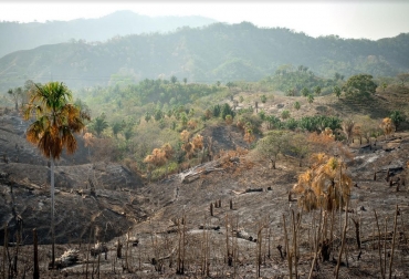 El informe evaluó los cambios en los últimos 50 años, proporcionando un panorama completo de la relación entre las vías de desarrollo económico y sus impactos en la naturaleza. Foto: Felipe Villegas. Ganadería, ganadería colombia, noticias ganaderas, noticias ganaderas colombia, CONtexto ganadero, Plataforma Intergubernamental sobre Biodiversidad y Servicios Ecosistémicos, IPBES, Evaluación Global de IPBES, Sir Robert Watson, Anne Larigauderie, secretaria ejecutiva de IPBES, animales en vía de extinción, especies en vía de extinción, plantas en vía de extinción