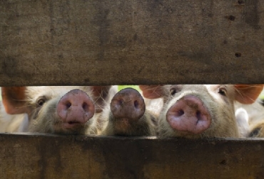 El propósito del Foro ha sido acordar nuevos esfuerzos internacionales para evaluar y gestionar el riesgo de PPA en América. Foto: FAO. Ganadería, ganadería colombia, noticias ganaderas, noticias ganaderas colombia, CONtexto ganadero, peste porcina africana, ppa, Foro de la Peste Porcina Africana, Sader, CFIA, USDA, riesgo de PPA en América, Organización de Porcicultores de México, Oporpa, Confederación de Porcicultores Mexicanos, CPM, Organización Mundial de la Sanidad Animal, OIE,