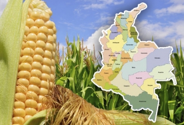 Para luchar contra la avalancha de maíz importado de EE.UU., Colombia debe mapear las zonas de producción del cereal para conocer su nivel de competitividad. Foto: agricolaselruiz.com - angelacarm85.blogspot.com Importación maíz Colombia 2019, producción maíz Colombia, producción maíz Estados Unidos, exportaciones maíz Estados Unidos, importación maíz México, méxico, Colombia, Ministerio Agricultura Colombia, productores, maíz, cereales, estadísticas maíz, CONtexto ganadero, ganaderos colombia, noticias ganaderas colombia