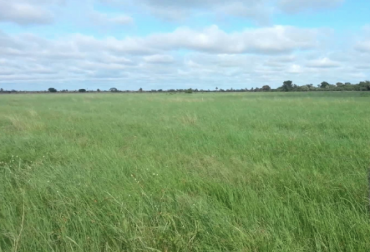 Es un material forrajero que se destaca por poseer un comportamiento muy plástico, adaptándose a una amplia gama de texturas y fertilidad de suelos. Foto: ruralnet.com.ar. Ganadería, ganadería colombia, noticias ganaderas, noticias ganaderas colombia, CONtexto ganadero, pastos, pastos para el ganado, forrajes, forrajes para el ganado, tangola, pasto tangola, pasto tangola inundaciones, pastos resistentes a inundaciones, inta, inta argentina,