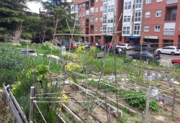 La investigación pretendía determinar los factores de riesgo en materia de contaminación en las huertas urbanas. Foto: Miguel Izquierdo - Agencia SINC. ganadería, ganadería colombia, noticias ganaderas, noticias ganaderas colombia, contexto ganadero, Universidad Politécnica de Madrid, UPM, huertos urbanos, EnviroPRA, Objetivos de Desarrollo Sostenible, ONU, Miguel Izquierdo, Agencia para la Protección Ambiental de Estados Unidos, sanidad huertos urbanos, contaminación huertos urbanos, huertas urbanas, agencia sinc,