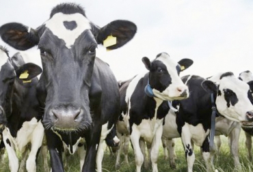 Productores en Suiza han decidido reversar 50 años de genética bovina para hacer sus bovinos más pequeños. Foto: cadenaser.com Vacas más pequeñas, vacas pequeñas, Bovinos adaptados, elección de bovinos, descarte de bovinos, vaca adaptada al medio ambiente, bovino adaptado al medio ambiente, características para elegir y clasificar un bovino, consejos para descartar bovinos, vacas Suiza, biotipo adaptado, biotipo, Selección genética, reducción de tamaño, menor tamaño, mayor producción, CONtexto ganadero, ganaderos colombia, noticias ganaderas colombia
