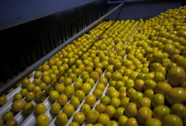 Con esta tecnología se puede respaldar la procedencia del producto, la calidad y otros aspectos. Foto: Senasa. ganadería, ganadería colombia, noticias ganaderas, noticias ganaderas colombia, contexto ganadero, Servicio Nacional de Sanidad y Calidad Agroalimentaria, Senasa, Sistema Informático de Trazabilidad Citrícola, SITC, Unión Europea, Estados Unidos, China, México, Corea del Sur, exportación de cítricos, tecnología blockchain, director de Comercio Exterior Vegetal del Senasa, Martín Delucis, Blockchain Federal Argentina, BFA,