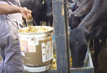 En países de América Latina como Argentina, México y Colombia se ha comprobado que los cítricos son una buena alternativa para ofrecer al ganado. Foto: Mesas Agroindustriales Manizales Elección de subproductos cítricos ganado bovino, subproductos alimentación bovina, experiencias con cítricos en ganado bovino, suplementación bovina, suplementación con subproductos cítricos, requerimientos nutricionales cítricos ganado bovino, contenido nutricional subproductos cítricos ganado bovino, Argentina, México, Uruguay, naranja toronja limón mandarina ganado, CONtexto ganadero, ganaderos Colombia, noticias ganaderas Colombia