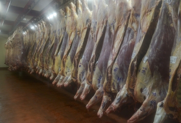 De esta manera se podrán diferenciar atributos, lo cual repercutirá en una diferenciación de la valuación de lo que hoy se vende a precio promedio. Foto: argentina.gob.ar. ganadería, ganadería colombia, noticias ganaderas, noticias ganaderas colombia, contexto ganadero, Ministerio de Agricultura Ganadería y Pesca de Argentina, Sistema de Tipificación de Carne Bovina, carne argentina, cadena de valor de la carne bovina argentina, espesor de grasa, color de carne, área de ojo de bife, grado de marmoleo, grasa intramuscular, INTA,