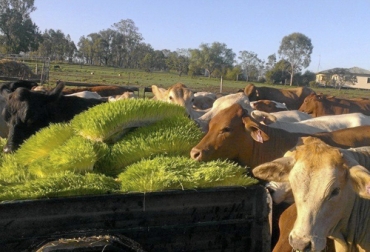 La grama de cebada cultivada hidropónicamente es consumida totalmente por las vacas. Foto: warwickdailynews.com.au Forraje hidropónico, pasos producir de forraje hidropónico, alternativa alimenticia, alimento para el ganado, producción eficiente, cultivos hidropónicos de cebada, hidropónico, buena calidad, forrajes, nutrientes, cebada, Fodder Solutions, CONtexto ganadero, ganaderos Colombia, noticias ganaderas Colombia