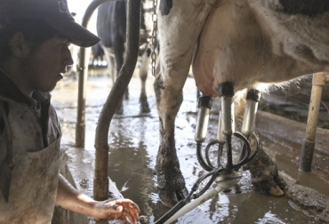 Se tiene una cifra aproximada de pérdidas de 175.000 propiedades lecheras en Brasil desde 2006 a 2017. Foto: elpais.com Ganadería, ganadería colombia, Ganadería colombiana, CONtexto ganadero, noticias ganaderas, noticias ganaderas colombia, Crisis láctea, crisis region lactea, crisis leche brasil, crisis leche argentina, crisis leche chile, Crisis lechera