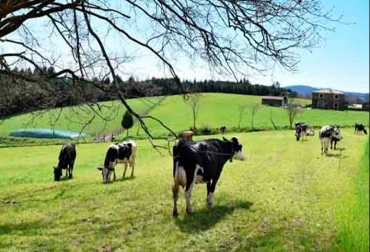 A los consumidores les interesa cada vez más no sólo la calidad de la leche, sino también la calidad de vida de las vacas que la producen. Foto: El País. Ganadería, ganadería colombia, noticias ganaderas, noticias ganaderas colombia, CONtexto ganadero, leche, leche ecológica, leche ecológica en españa, producción de leche ecológica, el país, puleva