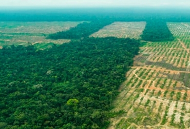 Estimaciones anteriores argumentaron que alrededor del 27 por ciento de las emisiones netas de carbono producidas por el hombre provenían de la deforestación, mientras que la nueva investigación estima que la cantidad correcta es solo el 7 por ciento, señala la investigación de la Universidad Estatal de Ohio y la Universidad de Yale. Foto: Tardaguila agronegovios - Panorama Forestal Deforestación, cambio climático, emisiones de carbono, Universidad Estatal de Ohio, Universidad de Yale, plantación árboles, manejo forestal, ganadería, ganadería colombiana, noticias de ganadería colombiana, Tardaguila CONtexto ganadero
