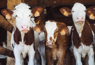 a través de la sensorización y monitorización de parámetros físicos y biológicos del animal, se obtendrán y procesarán datos de precisión en tiempo real. Foto: Annie Spratt on Unsplash. Ganadería, ganadería colombia, noticias ganaderas, noticias ganaderas colombia, CONtexto ganadero, Instituto Tecnológico de Informática, SCOOP COPRECA, DUCTOLUX, SET, proyecto TEPGI, Organización de las Naciones Unidas para la Agricultura y la Alimentación, FAO, Cloud Computing, inteligencia artificial, internet de las cosas, loT, big data, Smart farming, potencial individual del animal
