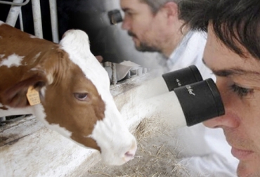 Desde hace 30 años, científicos expertos en genética han intervenido los genes de los bovinos para mejorar su rendimiento, las propiedades de la leche o su manejo. Foto: infobae.com Vacas modificadas genéticamente, historia de las vacas transgénicas, toro transgénico, vaca transgénica, Genómica ganadería, genoma del ganado, identificación genoma, genes de los bovinos, genes vacas, genómica vacas, genómica ganadería Colombia, Genética Cebú, mejoramiento genético en bovinos, toro Herman, vaca Rosita ISA, CONtexto ganadero, ganaderos colombia, noticias ganaderas colombia, Ganadería, ganadería colombia