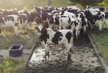 La starup Turtle Tree Labs está incursionando más allá y se encuentra produciendo una nueva leche de cultivo o de laboratorio que es desarrollada a partir de células de glándulas mamarias. Foto: turtletreelabs.com Ganadería, ganadería colombia, Ganadería colombiana, CONtexto ganadero, noticias ganaderas, noticias ganaderas colombia, leche de vaca, nueva leche de vaca de cultivo, glándulas mamarias, leche de vaca producida glandulas mamarias, productores leche, ganaderos, ganaderos colombia