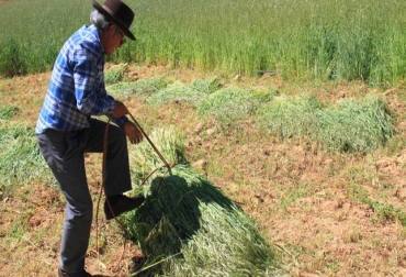 Es importante controlar las malezas o malas hierbas, de manera mensual, además de la aparición de plagas. Foto: gob.pe Ganadería, ganadería colombia, noticias ganaderas, noticias ganaderas colombia, CONtexto ganadero, manejo de forraje, forraje, uso de forraje, cuidado del forraje, cuidado del pasto