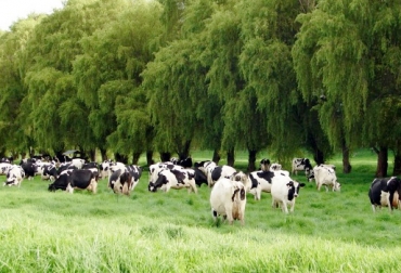 La investigación adelantada por la Universidad Politécnica de Valencia resalta una reducción del 64 % en las emisiones de NO2 en las ciudades de España, mientras que la agricultura y ganadería han continuado su actividad. Foto: Fedegán. Ganadería, ganadería colombia, noticias ganaderas, noticias ganaderas colombia, CONtexto ganadero, Unión de Uniones de Agricultores y Ganaderos, Universidad Politécnica de Valencia, emisiones de dióxido de nitrógeno, Agencia Espacial Europea, gases efecto invernadero, GEI, Plan Nacional Integrado de Energía y Clima