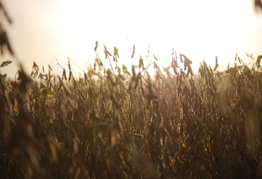 Es importante concientizar a todos los trabajadores sobre los riesgos de contagio para tomar las precauciones y evitar la transmisión del virus. Foto: INTA. ganadería, ganadería colombia, noticias ganaderas, noticias ganaderas colombia, contexto ganadero, cosecha, cosecha en época de coronavirus, inta, covid-19, cuidados cosecha coronavirus,