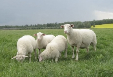 La importación de animales ovinos y embriones ovinos de Canadá permitiría el mejoramiento genético de la genética en Colombia. Foto: albertasheepbreeders.ca Producción ovina caprina en Colombia, Canadá, Ovejas, ovinos, Tratado de Libre Comercio con Canadá, Cannexion Corporation, proyecto ovinocaprino, comercio entre Colombia y Canada, importación de genética ovina en Colombia, productores ovinocaprinos colombianos, productores ovinocaprinos canadienses, Instituto Colombiano Agropecuario ICA, Ganadería, ganadería colombia, noticias ganaderas, noticias ganaderas colombia, CONtexto ganadero