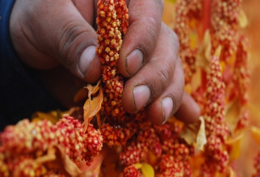 El cultivo de quinua aumentó su producción en un 115 % en los primeros 3 meses del año. Foto: gob.pe Ganadería, ganadería colombia, noticias ganaderas, noticias ganaderas colombia, CONtexto ganadero, Perú, agro perú, crecimiento agro perú, perú covid-19, crecimiento agro peruano 2020