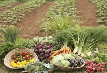 Agricultores y expertos de 10 países de los seis continentes propusieron 11 estrategias bajo cuatro líneas de acción para mejorar los sistemas alimentarios. Foto: mexiconuevaera.com Sistemas alimentarios, sistema alimentario en Colombia, cambio climático, acciones para transformar sistemas alimentarios, emergencia alimentaria, cambio climático sistema alimentario, xcoronavirus, coronavirus Colombia, COVID-19, cuarentena, Ganadería, ganadería colombia, noticias ganaderas, noticias ganaderas colombia, CONtexto ganadero