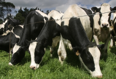 Aunque sea una estrategia comercial con otro fin, las vacas sí deberían tener un día para ser apreciadas por su aporte a la humanidad. Foto: Fedegán Cow Appreciation Day, cow appreciation day 2020, apreciar las vacas, chick fil a, beneficios de la ganadería, aprender a apreciar las vacas, apreciar el ganado bovino, la importancia de las vacas, coronavirus, coronavirus Colombia, COVID-19, cuarentena, Ganadería, ganadería colombia, noticias ganaderas, noticias ganaderas colombia, CONtexto ganadero
